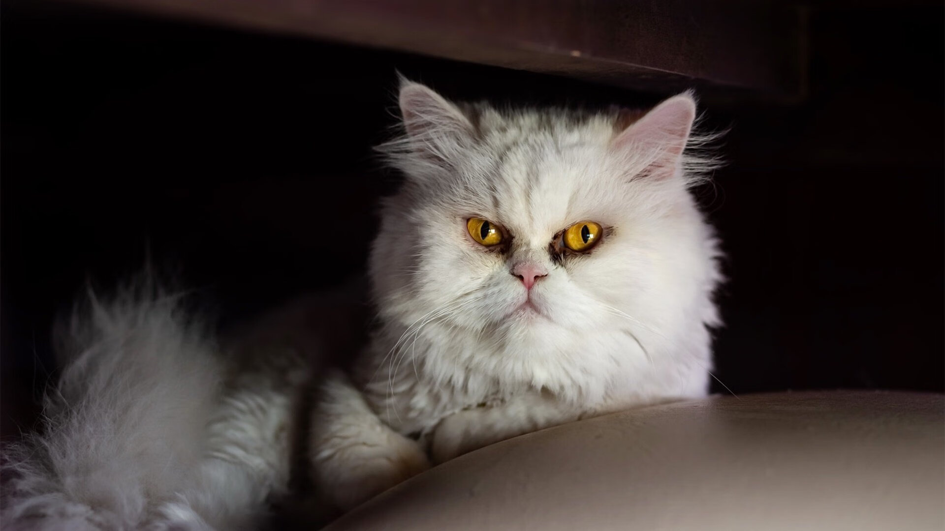 绝杀后的虚惊，波尔惊艳倒钩后，日本队反扑惊出葡萄牙一身冷汗