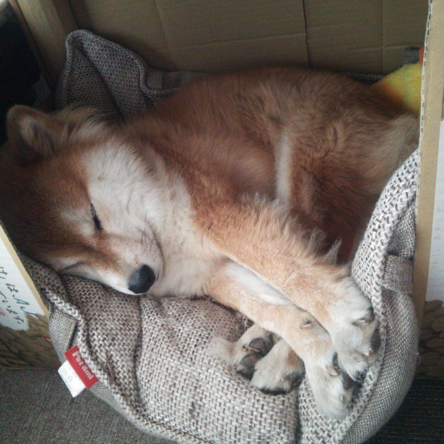 迪马利亚爆发，阿尔及利亚稳稳拿下乌拉圭