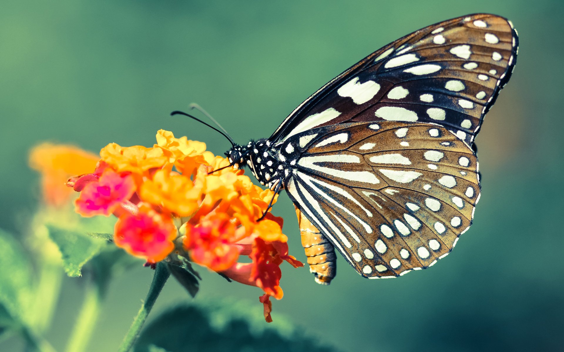 跨维主宰，当北欧德比变身东决战场，内马尔用桑巴魔法接管比赛