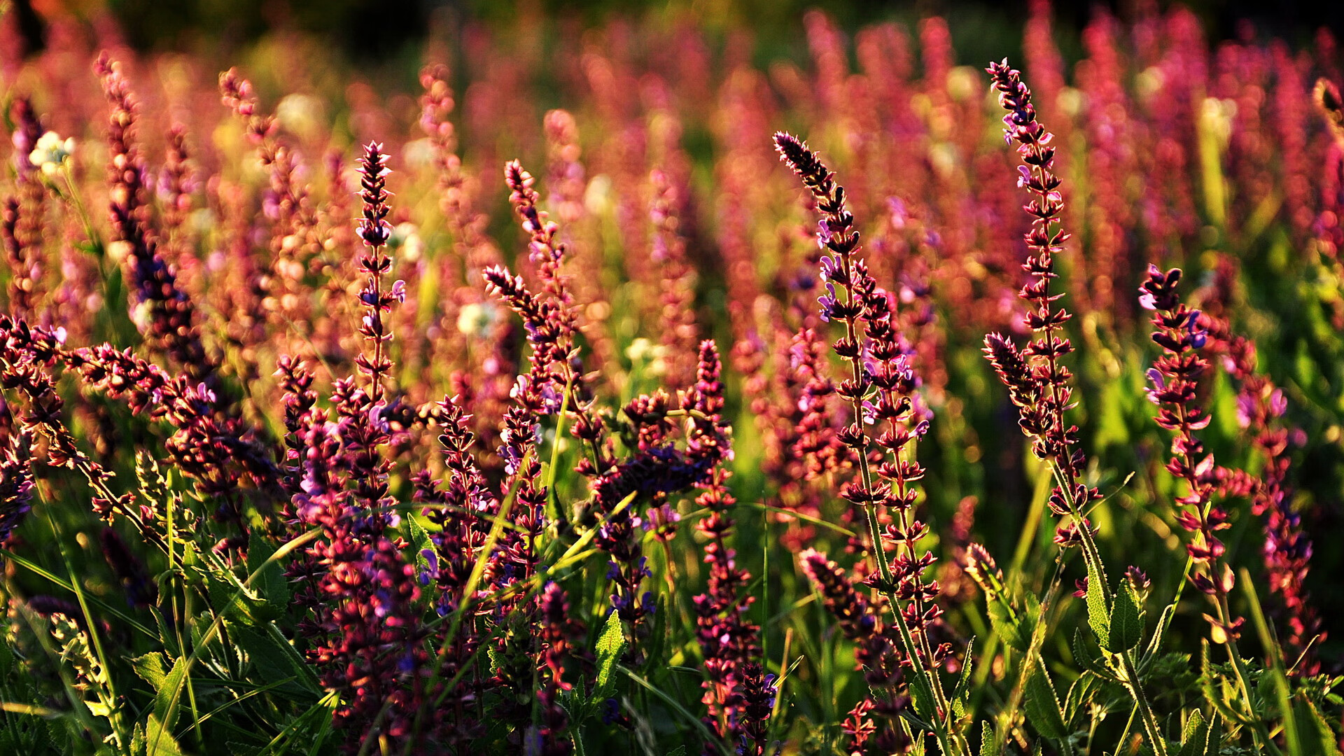 东西方的同频震撼，当魔术轻取广厦，布伦森接管欧冠决赛