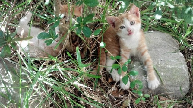 幕布撕裂时，杰伦·格林如何把比赛写成自己的独角戏