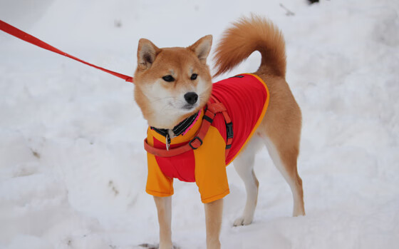 速度与激情的双重奏，F1新纪元揭幕战火星四溅，猛龙三分雨浇灭勇士反扑焰火