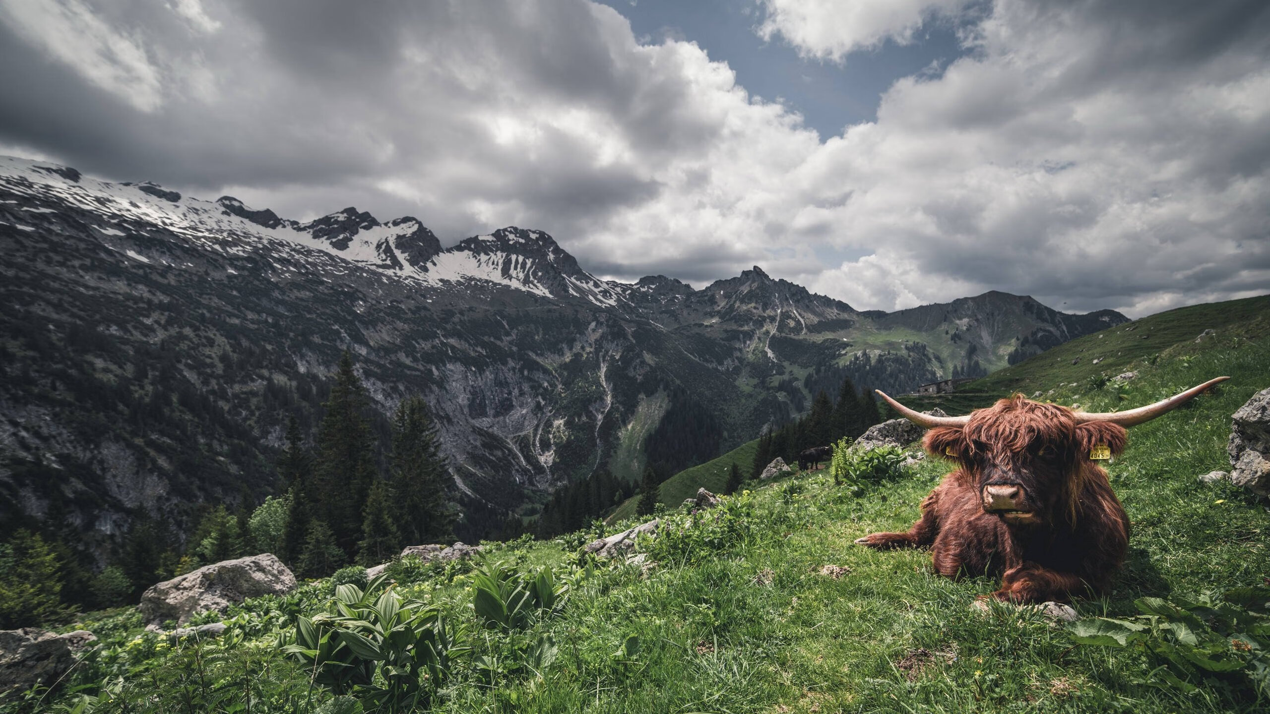 跑道上的F1大战，牙买加蓝色闪电末棒绝杀哥伦比亚咖啡军团