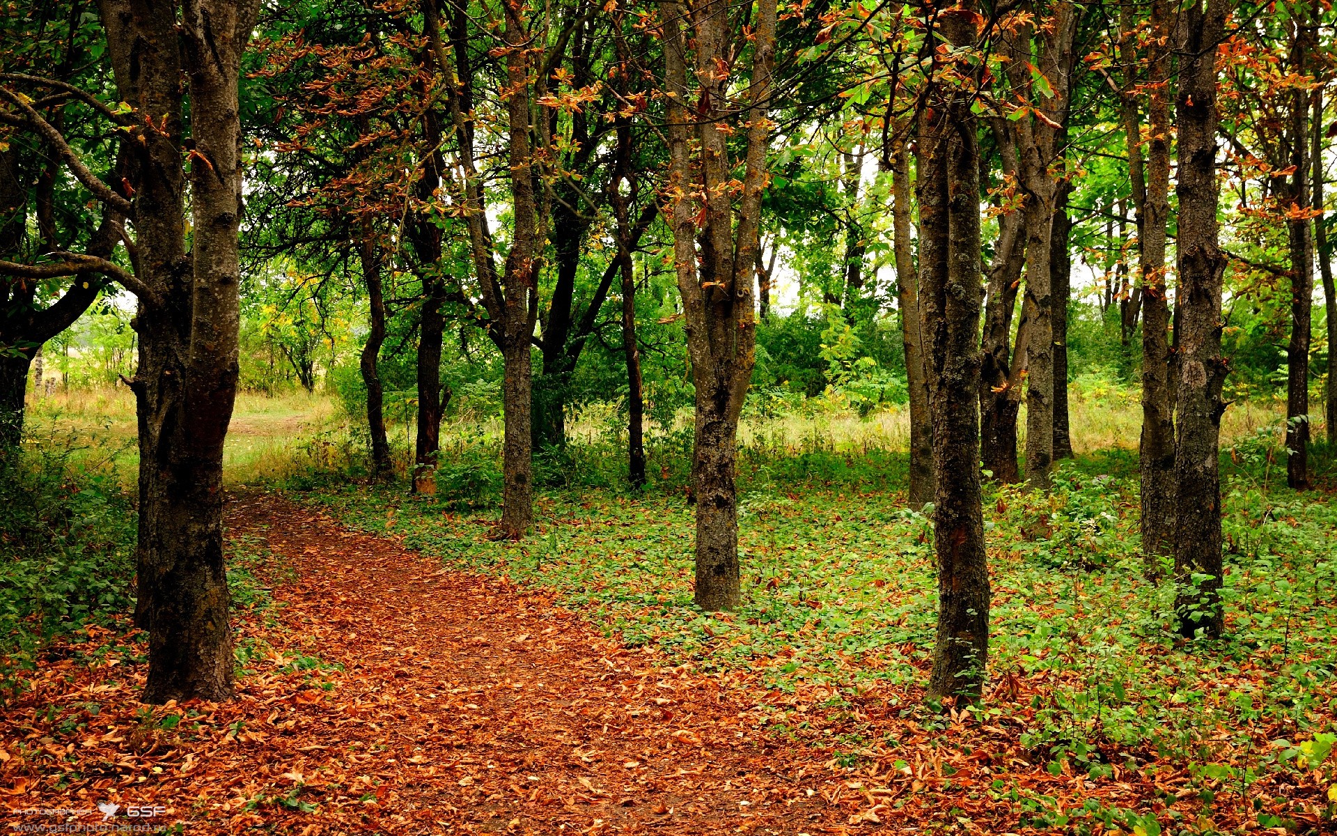 奇迹之夜！无名之辈切特拉满评分，改写德甲争冠格局