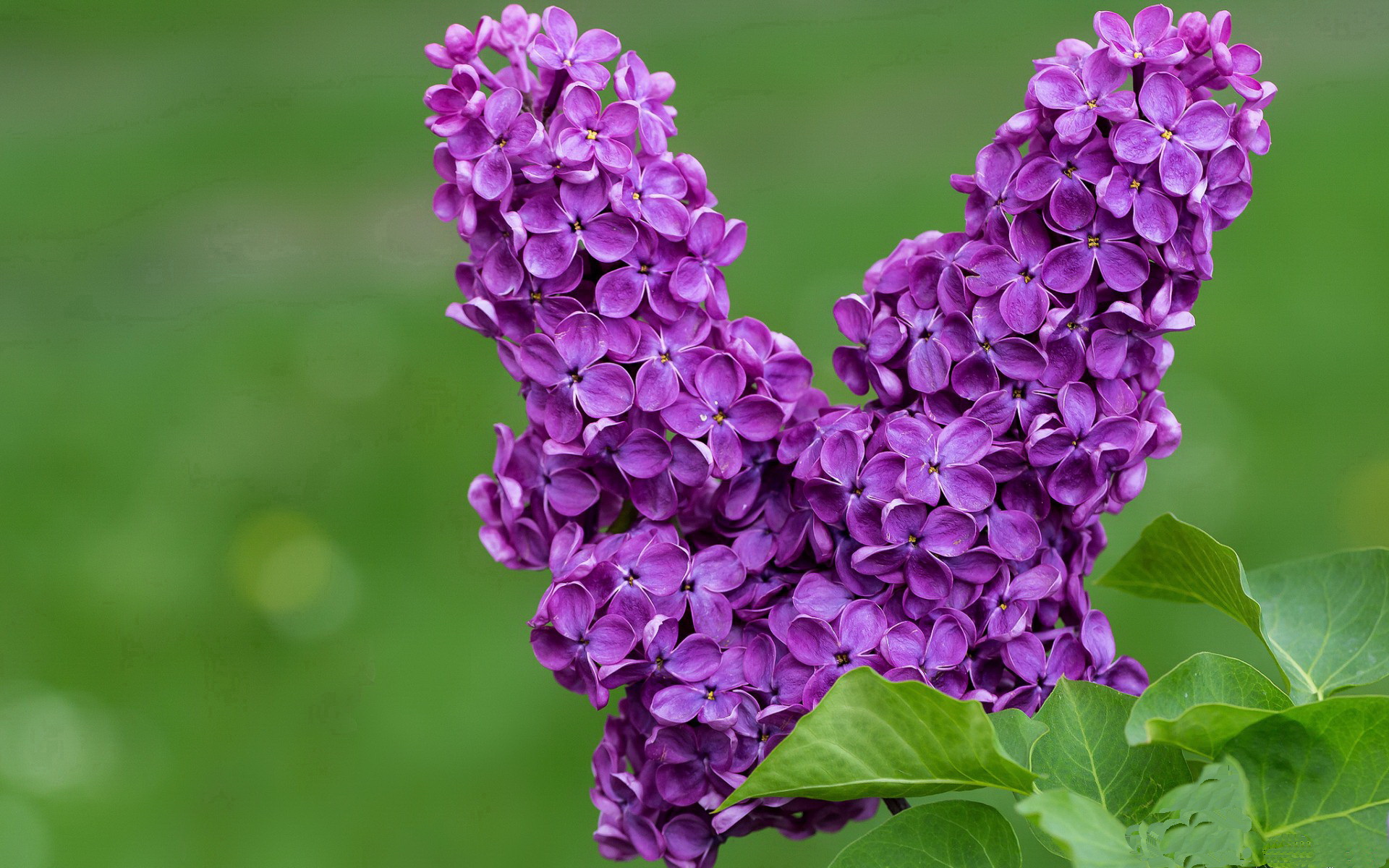 铁骨加冕夜2026世界杯终章，拉文以硬仗为神祇加冕