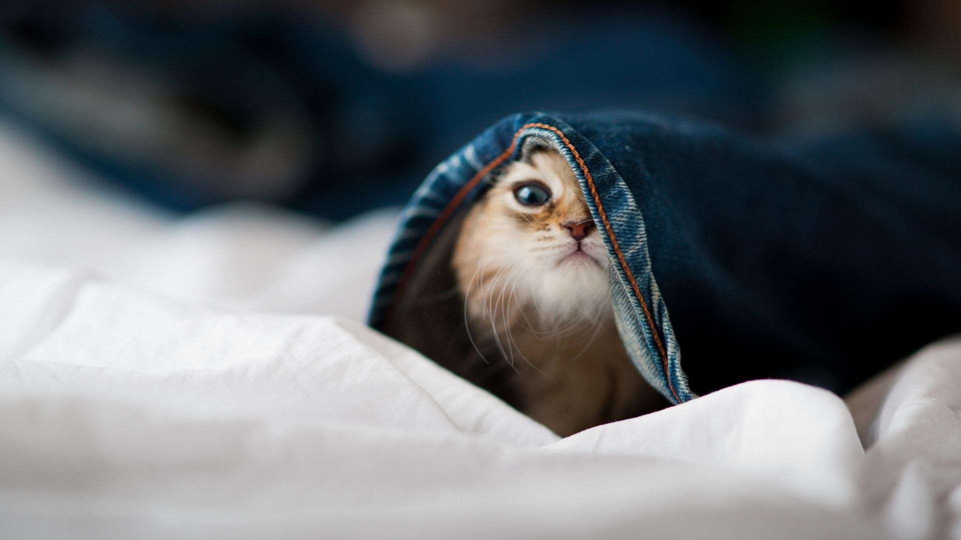 跨界传奇，当灰熊速胜鹈鹕遇见哈登的西甲国家德比魔术