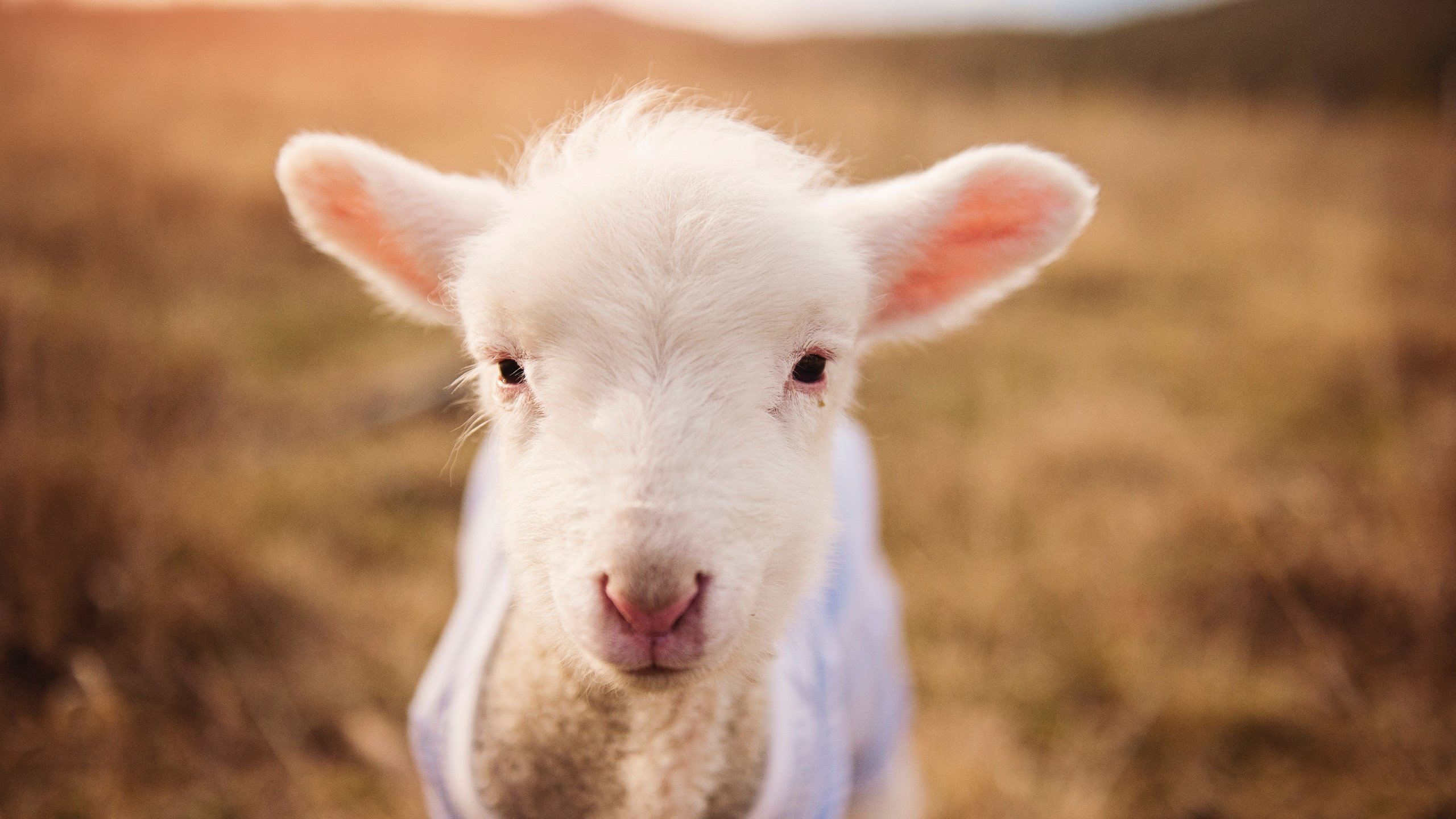绝杀艺术与灵魂共鸣，厄德高点亮郁金香之刃
