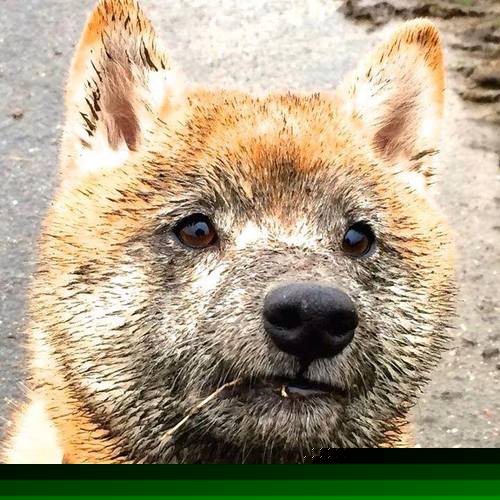 远乡刀锋，金边照亮德意志火海