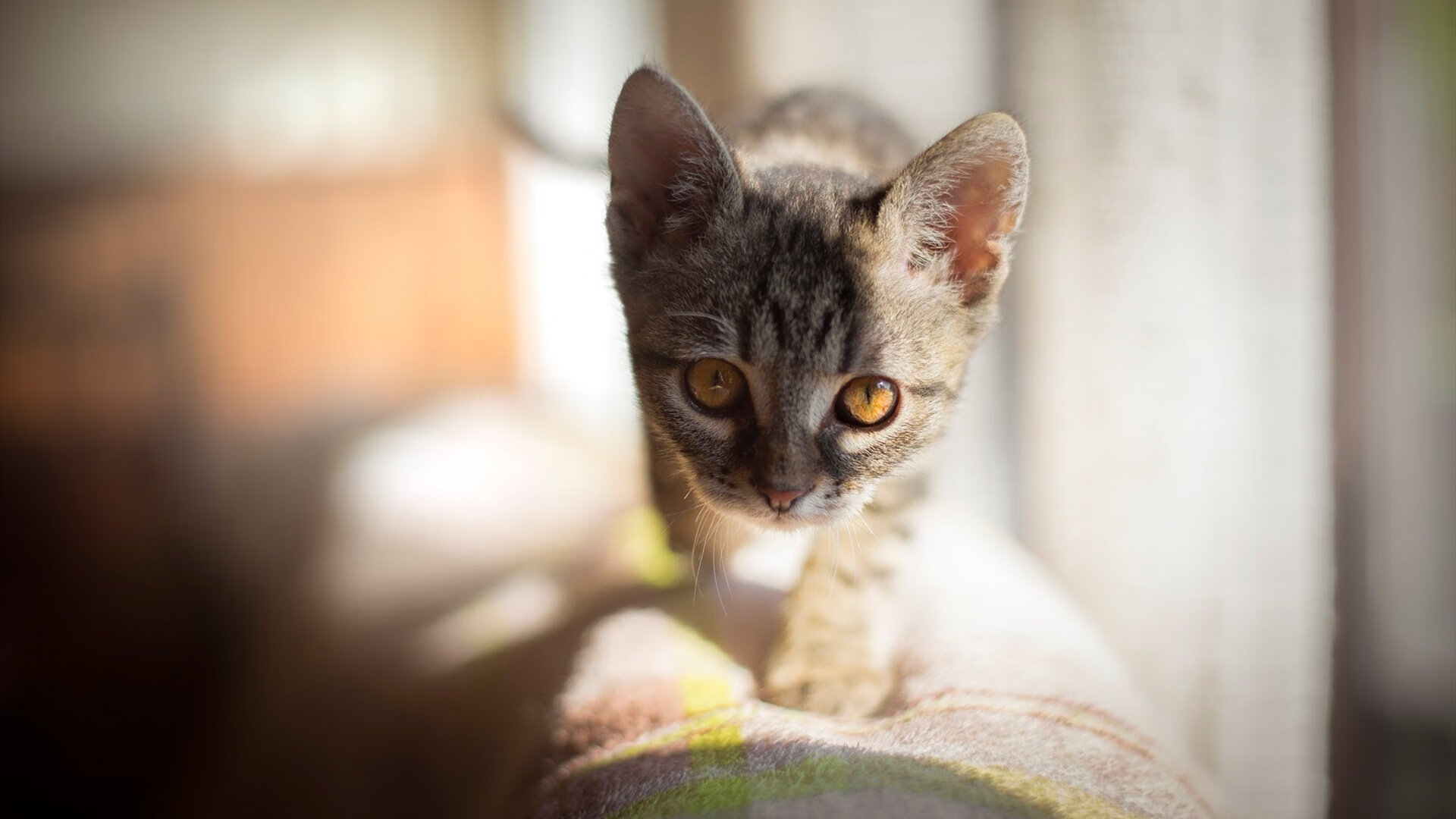 零点三秒，银河系倾斜，福克斯用指尖重写所有可能