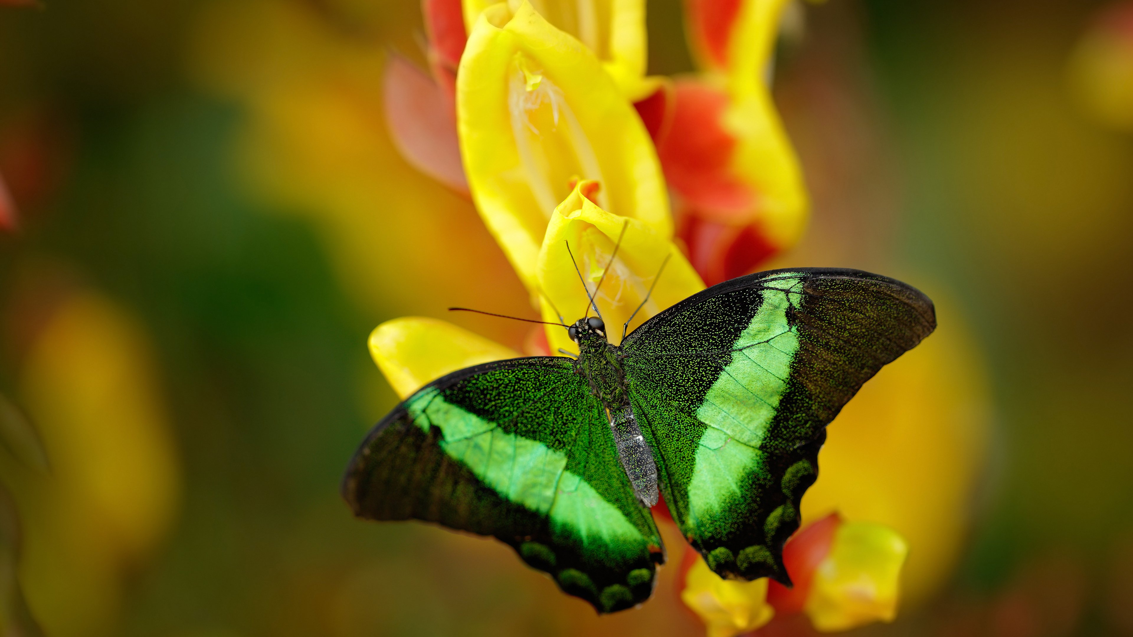 内外失序，切特·霍姆格伦的爆发如何成为步行者击溃广东队的时代隐喻