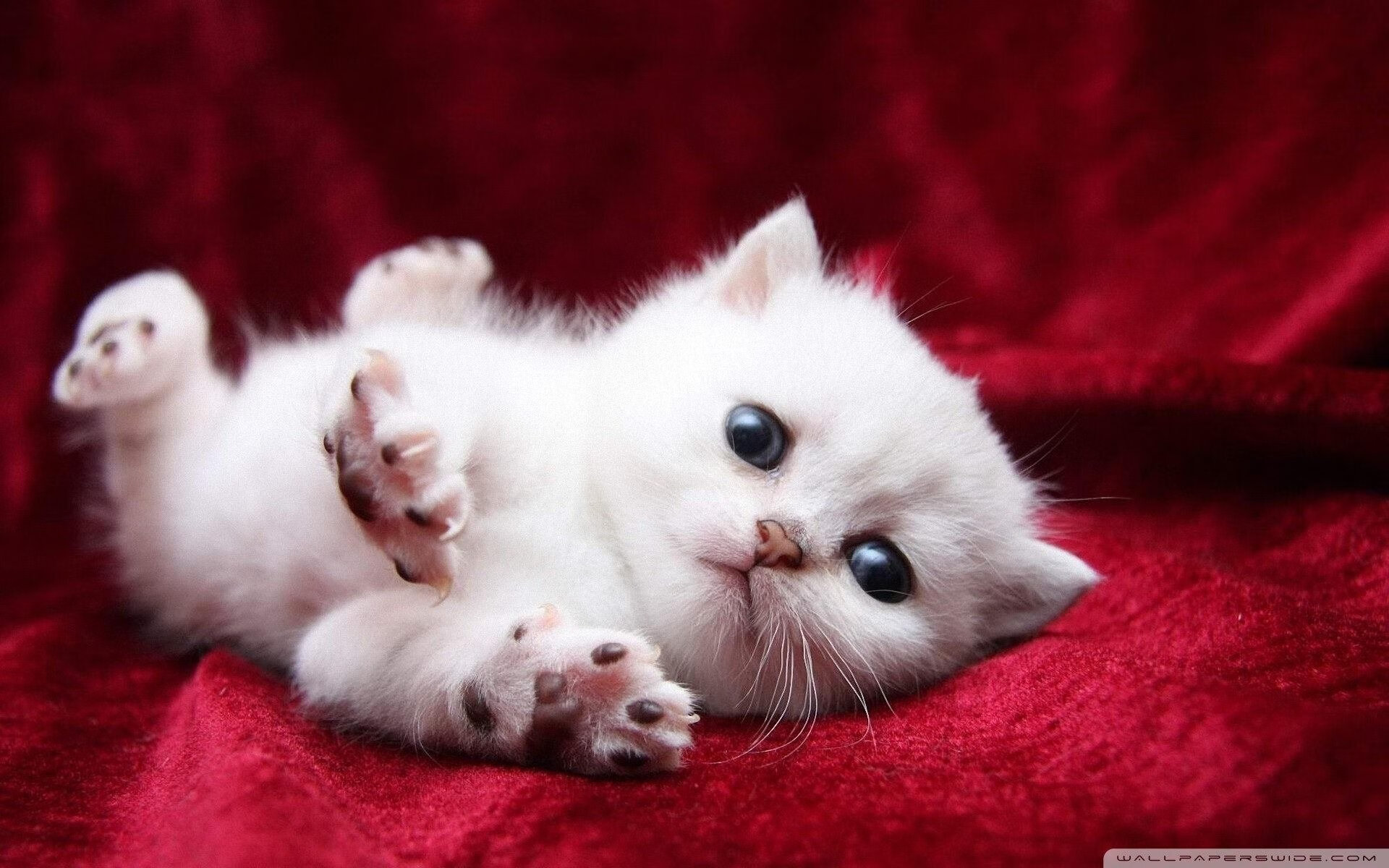 法比尼奥，聚光灯下的钢铁屏障，马赛战术机器碾碎哥斯达黎加